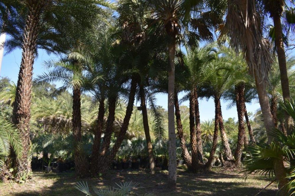 phoenix-sylvestris-sylvester-date-palm-silver-date-palm-wild-date-palm