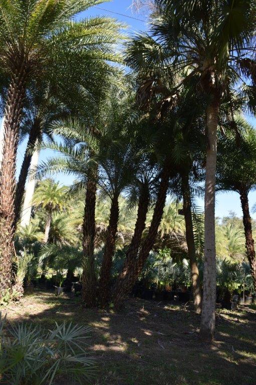 phoenix-sylvestris-sylvester-date-palm-silver-date-palm-wild-date-palm
