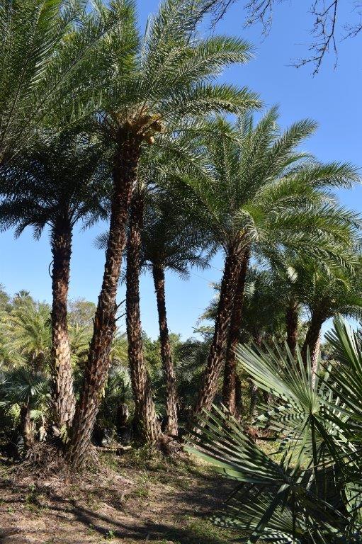 phoenix-sylvestris-sylvester-date-palm-silver-date-palm-wild-date-palm