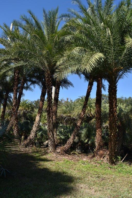 phoenix-sylvestris-sylvester-date-palm-silver-date-palm-wild-date-palm