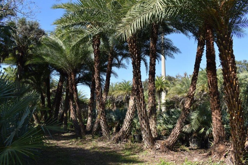 phoenix-sylvestris-sylvester-date-palm-silver-date-palm-wild-date-palm