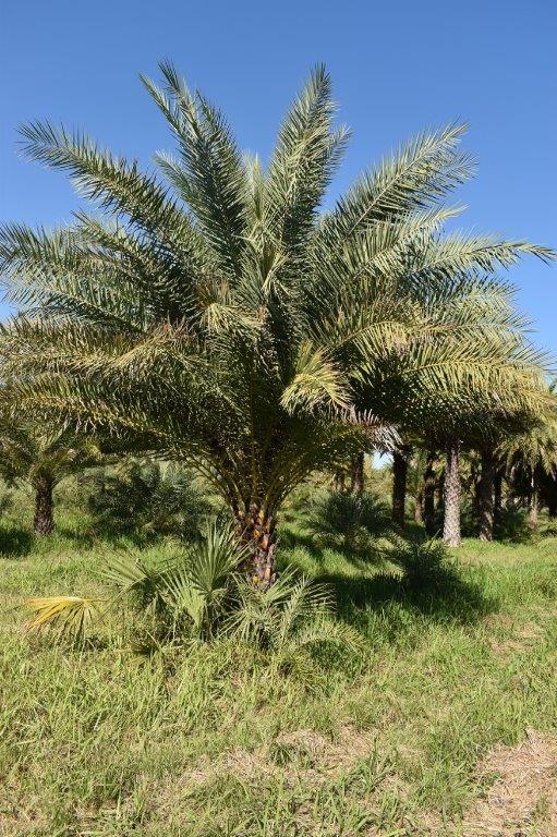 phoenix-sylvestris-sylvester-date-palm-silver-date-palm-wild-date-palm