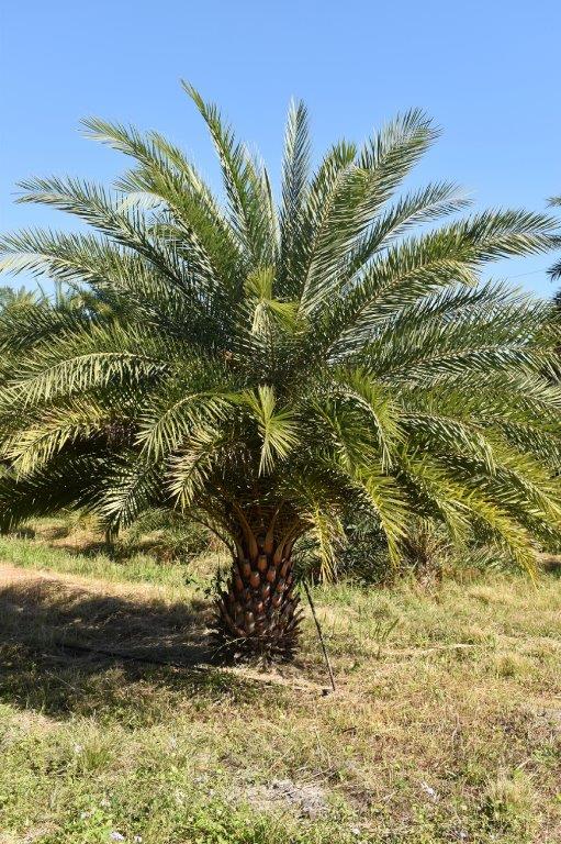 phoenix-sylvestris-sylvester-date-palm-silver-date-palm-wild-date-palm