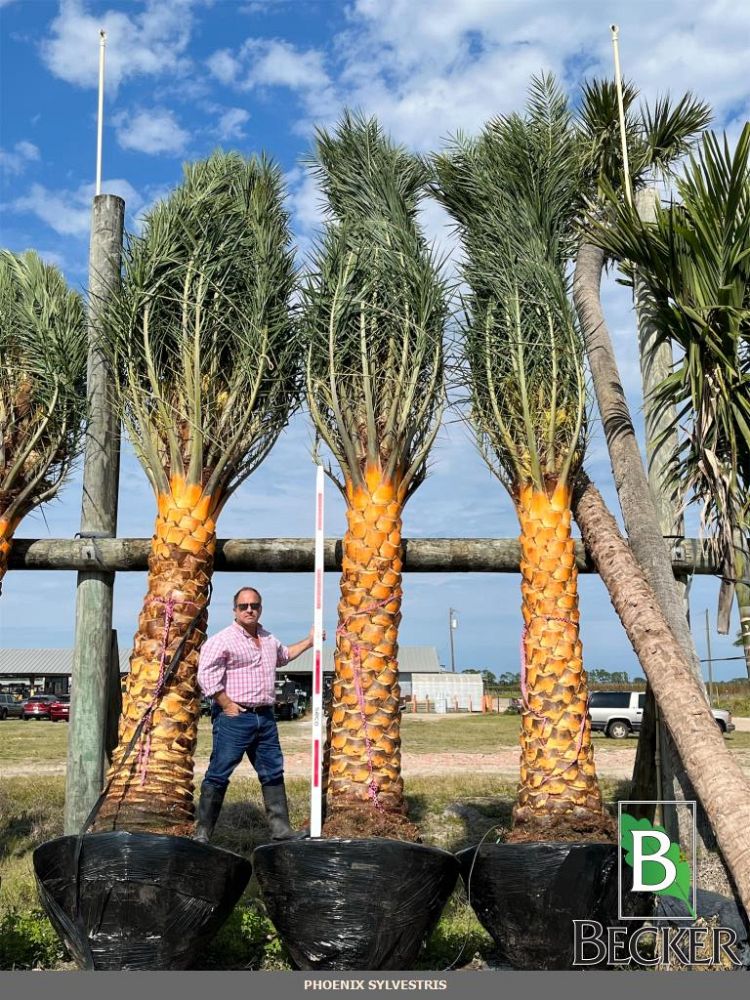 phoenix-sylvestris-sylvester-date-palm-silver-date-palm-wild-date-palm