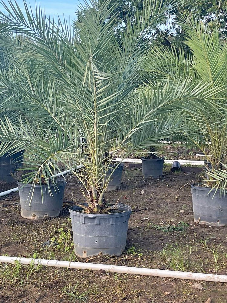 phoenix-sylvestris-sylvester-date-palm-silver-date-palm-wild-date-palm