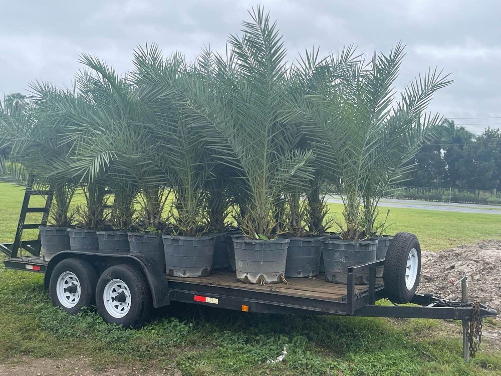 phoenix-sylvestris-sylvester-date-palm-silver-date-palm-wild-date-palm