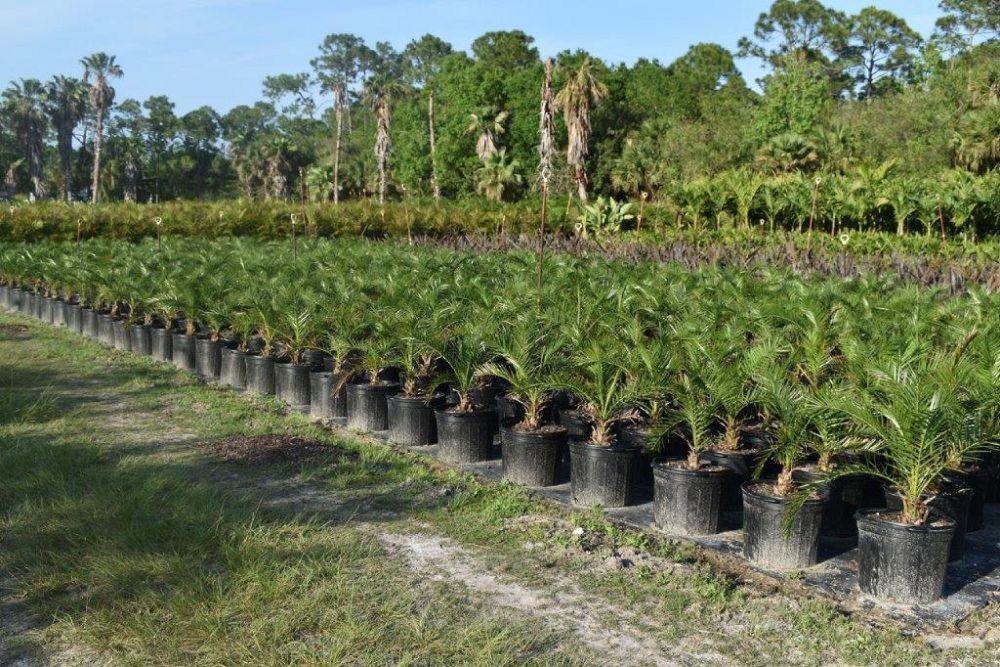 phoenix-sylvestris-sylvester-date-palm-silver-date-palm-wild-date-palm