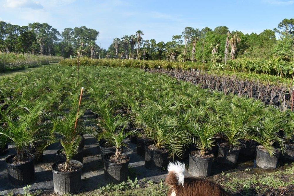 phoenix-sylvestris-sylvester-date-palm-silver-date-palm-wild-date-palm