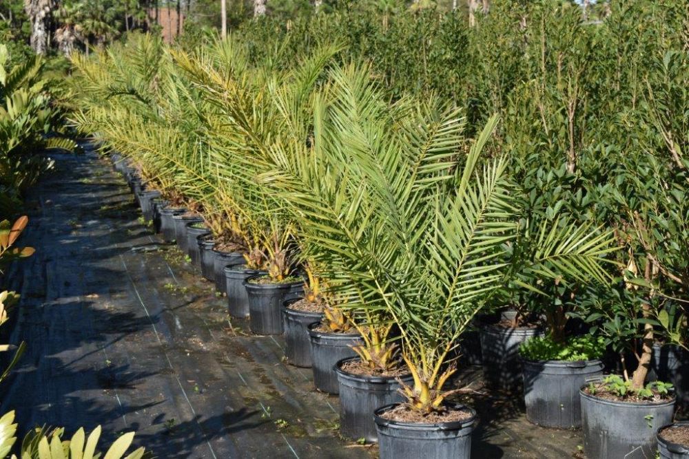 phoenix-sylvestris-sylvester-date-palm-silver-date-palm-wild-date-palm