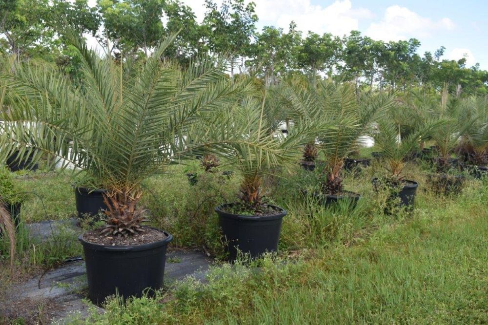 phoenix-sylvestris-sylvester-date-palm-silver-date-palm-wild-date-palm