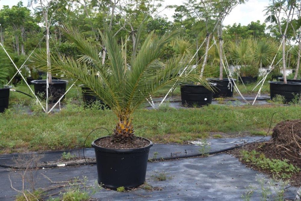 phoenix-sylvestris-sylvester-date-palm-silver-date-palm-wild-date-palm