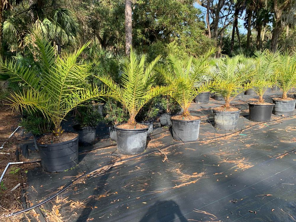 phoenix-sylvestris-sylvester-date-palm-silver-date-palm-wild-date-palm