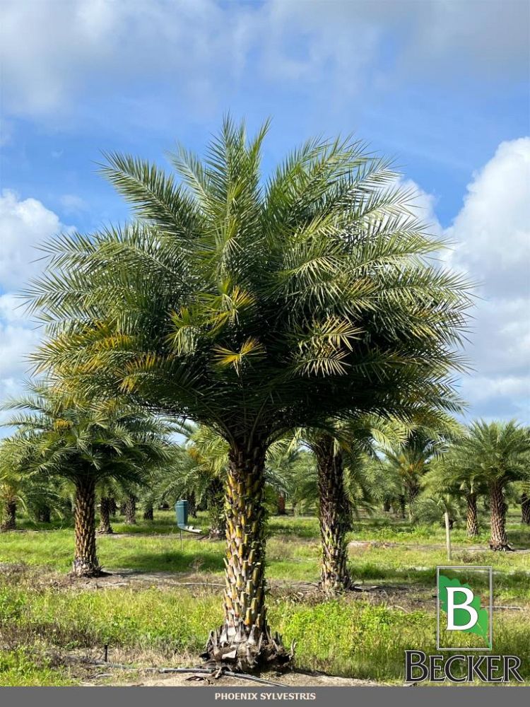 phoenix-sylvestris-sylvester-date-palm-silver-date-palm-wild-date-palm