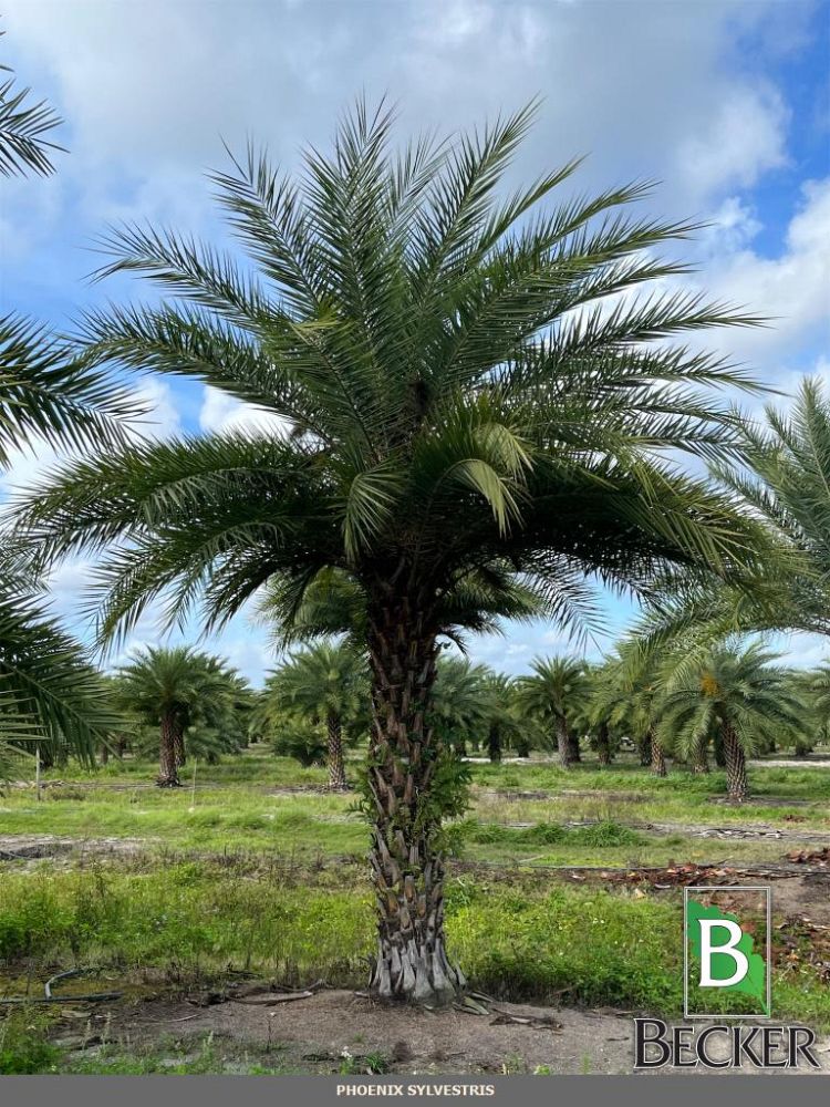 phoenix-sylvestris-sylvester-date-palm-silver-date-palm-wild-date-palm