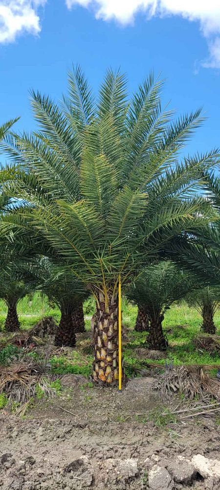 phoenix-sylvestris-sylvester-date-palm-silver-date-palm-wild-date-palm
