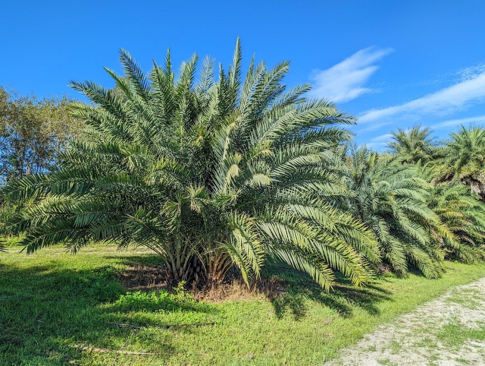 phoenix-sylvestris-sylvester-date-palm-silver-date-palm-wild-date-palm