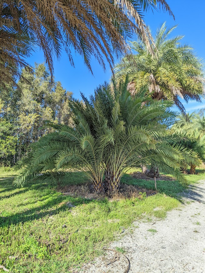 phoenix-sylvestris-sylvester-date-palm-silver-date-palm-wild-date-palm