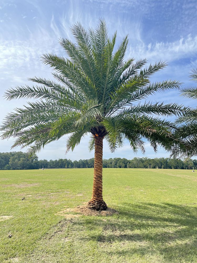 phoenix-sylvestris-sylvester-date-palm-silver-date-palm-wild-date-palm