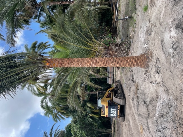 phoenix-sylvestris-sylvester-date-palm-silver-date-palm-wild-date-palm