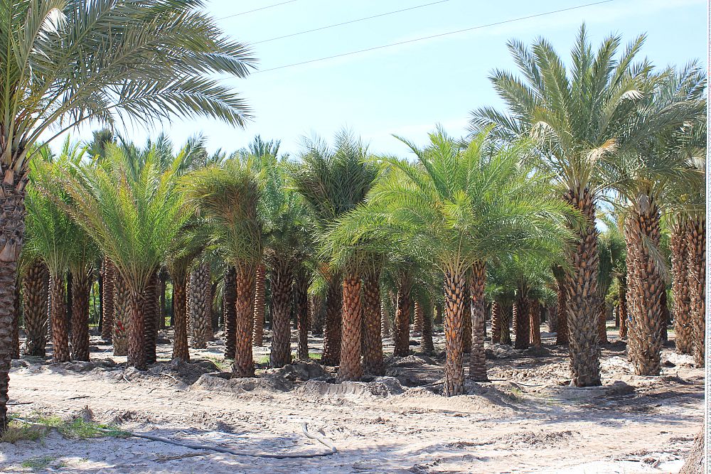 phoenix-sylvestris-sylvester-date-palm-silver-date-palm-wild-date-palm