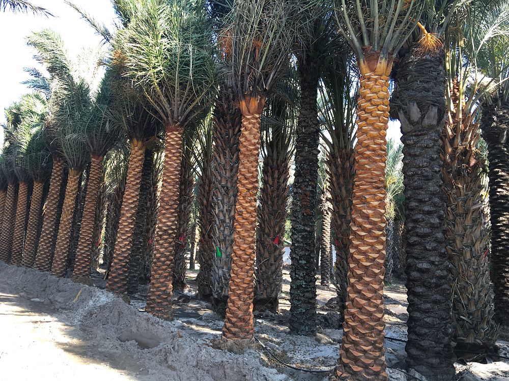 phoenix-sylvestris-sylvester-date-palm-silver-date-palm-wild-date-palm