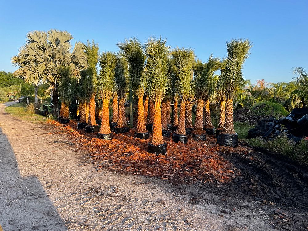 phoenix-sylvestris-sylvester-date-palm-silver-date-palm-wild-date-palm