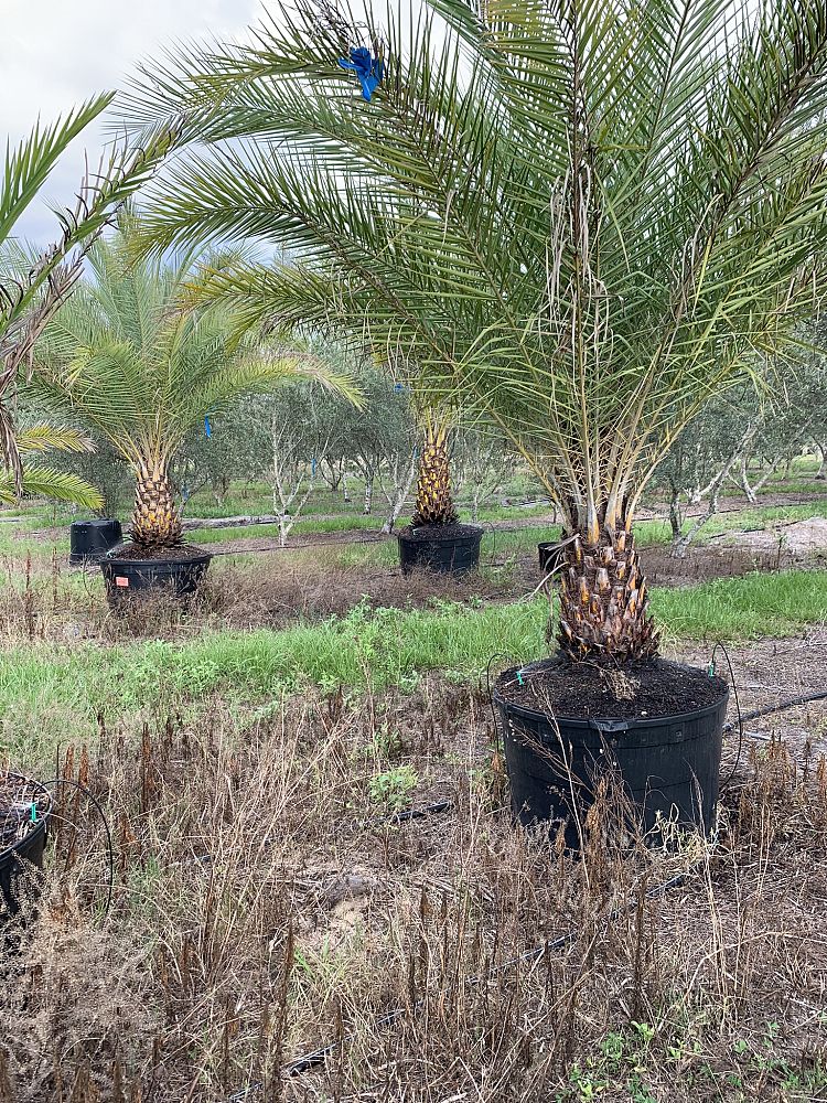 phoenix-sylvestris-sylvester-date-palm-silver-date-palm-wild-date-palm