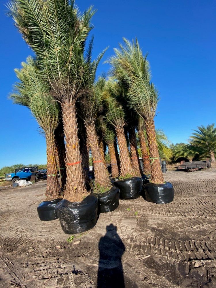phoenix-sylvestris-sylvester-date-palm-silver-date-palm-wild-date-palm