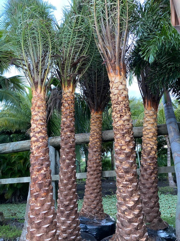 phoenix-sylvestris-sylvester-date-palm-silver-date-palm-wild-date-palm