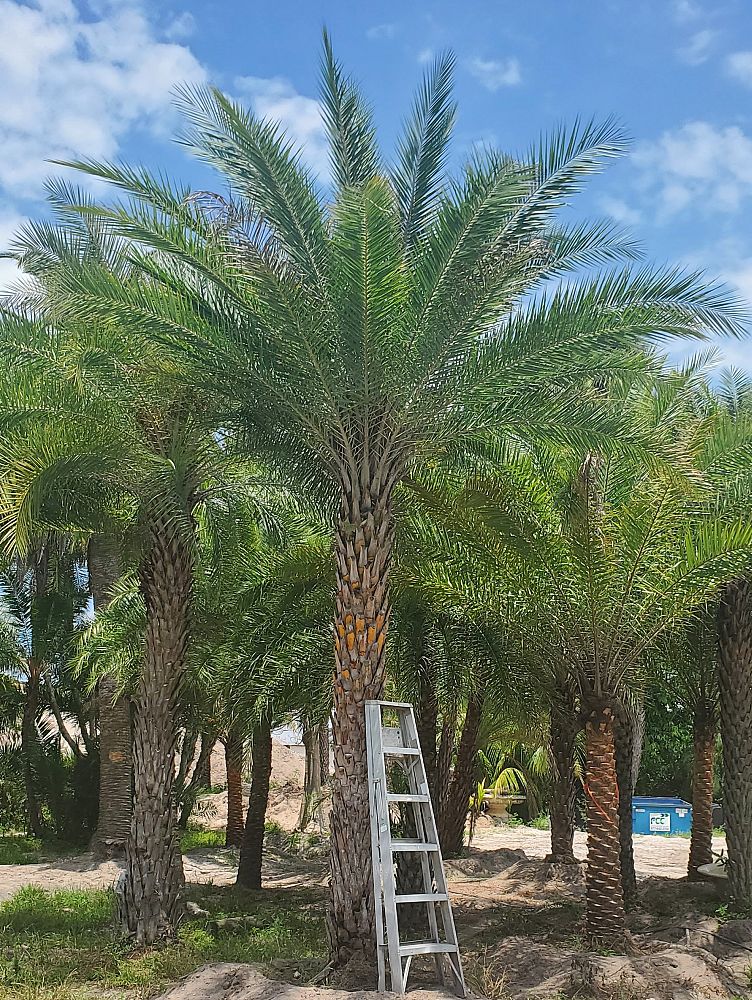 phoenix-sylvestris-sylvester-date-palm-silver-date-palm-wild-date-palm