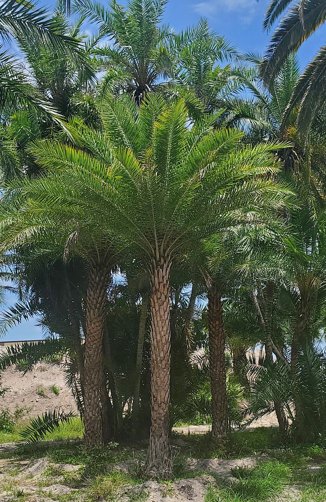 phoenix-sylvestris-sylvester-date-palm-silver-date-palm-wild-date-palm