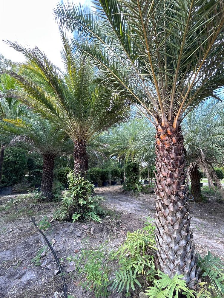 phoenix-sylvestris-sylvester-date-palm-silver-date-palm-wild-date-palm