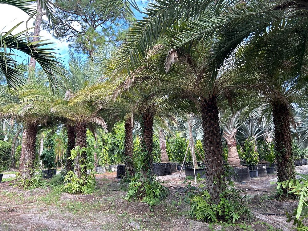 phoenix-sylvestris-sylvester-date-palm-silver-date-palm-wild-date-palm