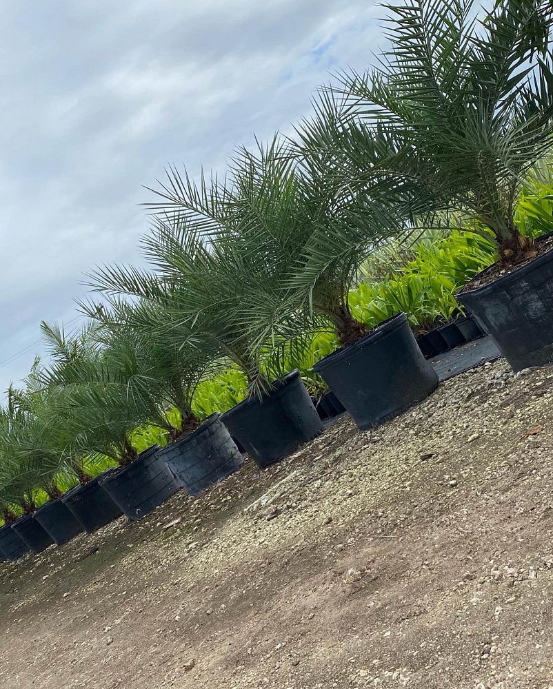 phoenix-sylvestris-sylvester-date-palm-silver-date-palm-wild-date-palm
