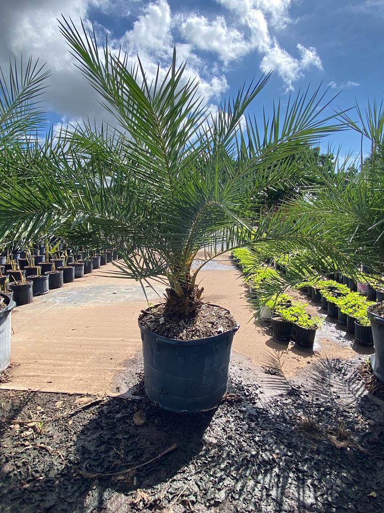 phoenix-sylvestris-sylvester-date-palm-silver-date-palm-wild-date-palm