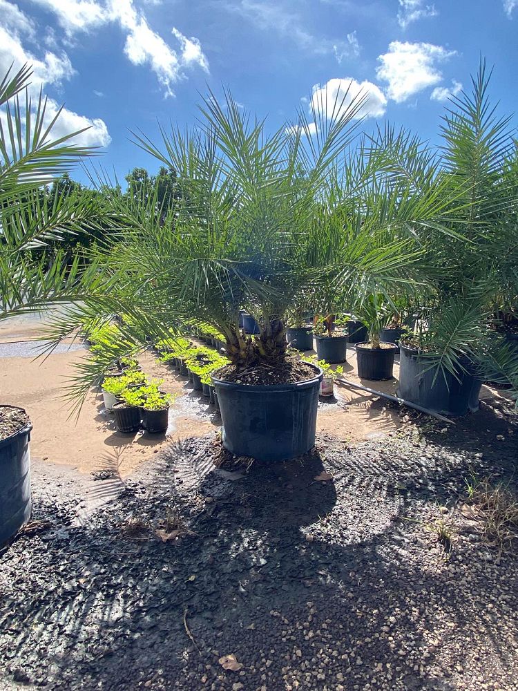phoenix-sylvestris-sylvester-date-palm-silver-date-palm-wild-date-palm