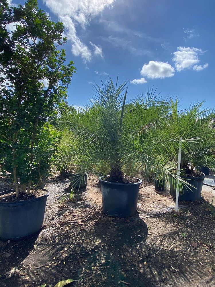 phoenix-sylvestris-sylvester-date-palm-silver-date-palm-wild-date-palm