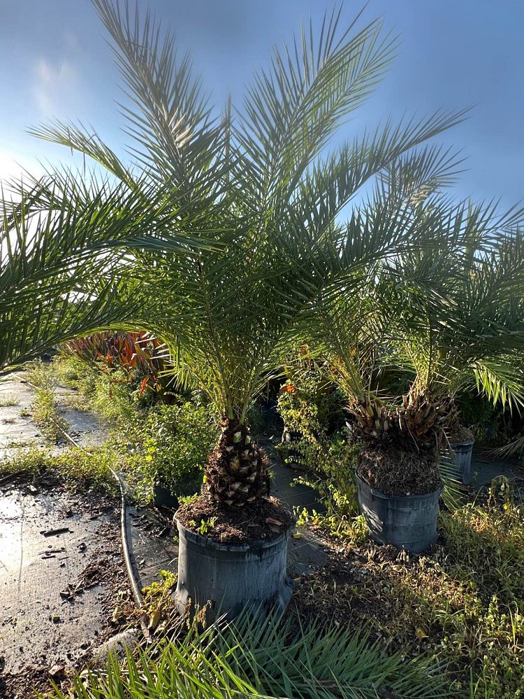 phoenix-sylvestris-sylvester-date-palm-silver-date-palm-wild-date-palm