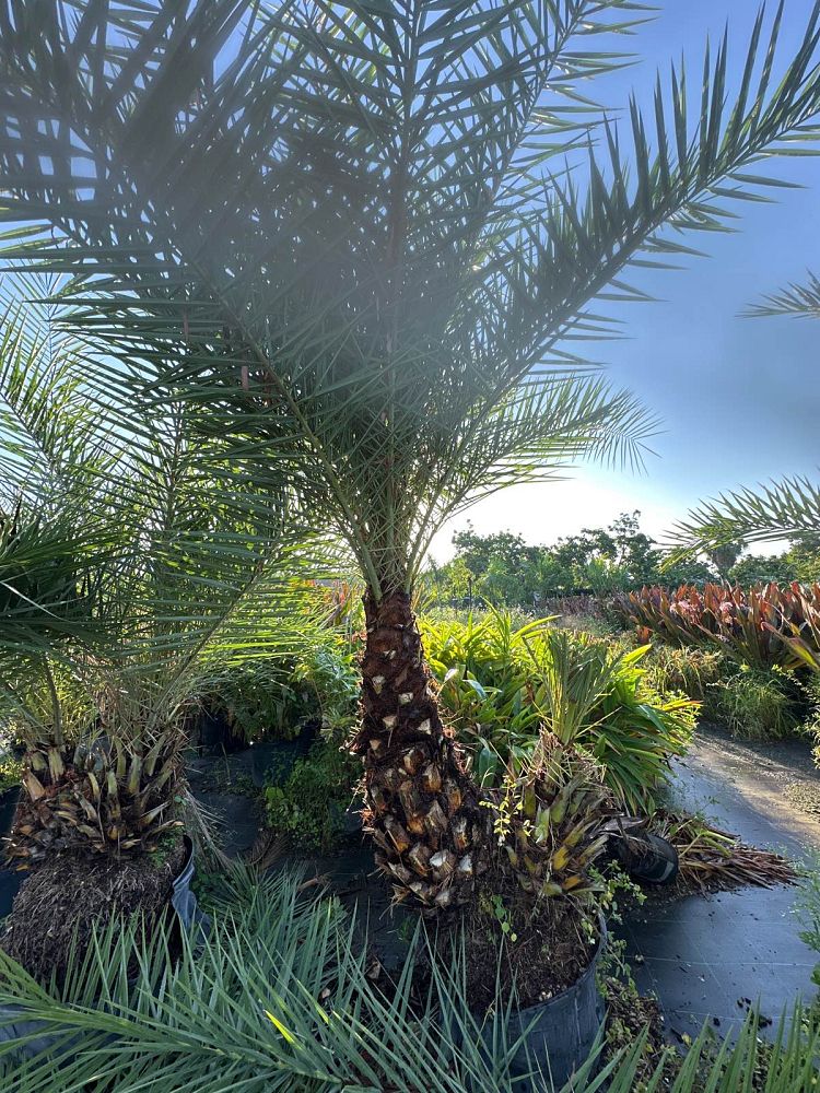 phoenix-sylvestris-sylvester-date-palm-silver-date-palm-wild-date-palm