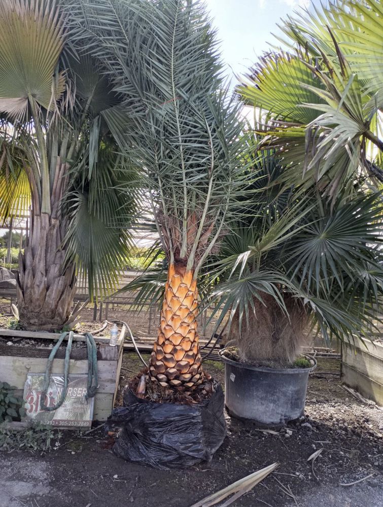 phoenix-sylvestris-sylvester-date-palm-silver-date-palm-wild-date-palm