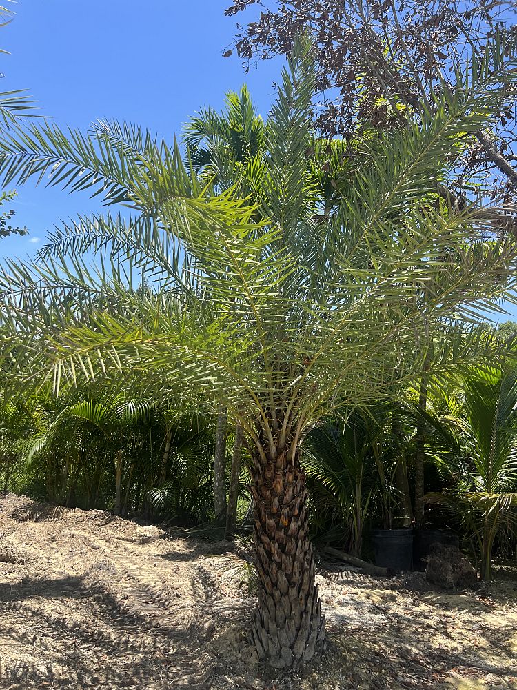 phoenix-sylvestris-sylvester-date-palm-silver-date-palm-wild-date-palm