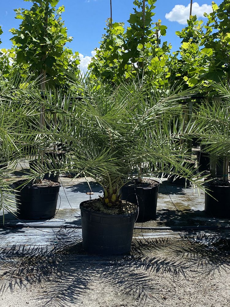 phoenix-sylvestris-sylvester-date-palm-silver-date-palm-wild-date-palm