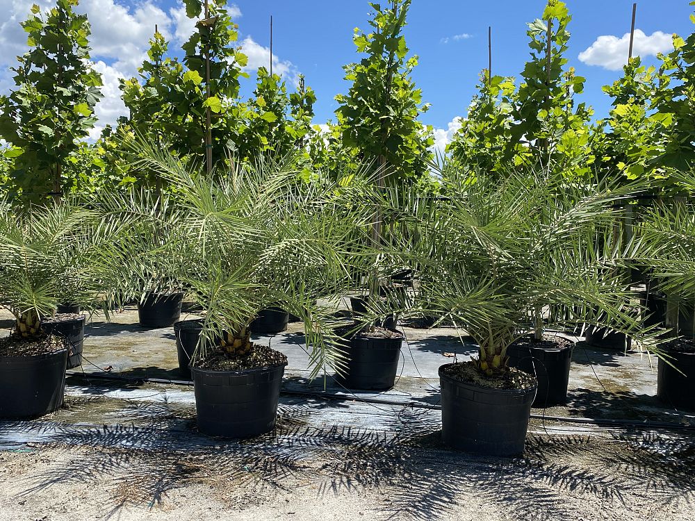 phoenix-sylvestris-sylvester-date-palm-silver-date-palm-wild-date-palm