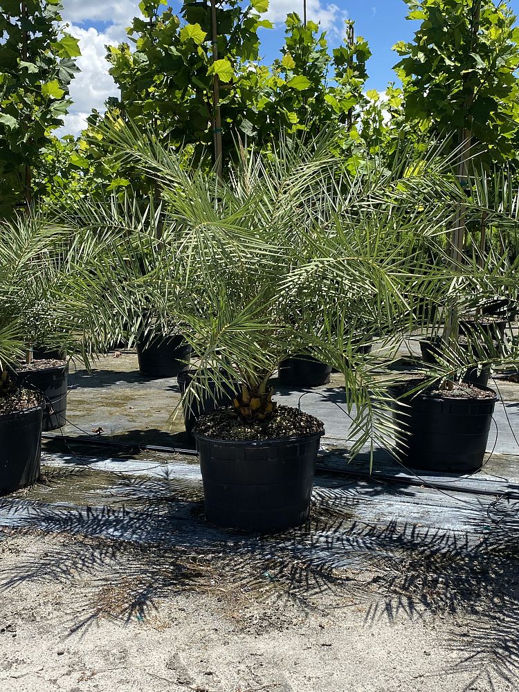 phoenix-sylvestris-sylvester-date-palm-silver-date-palm-wild-date-palm