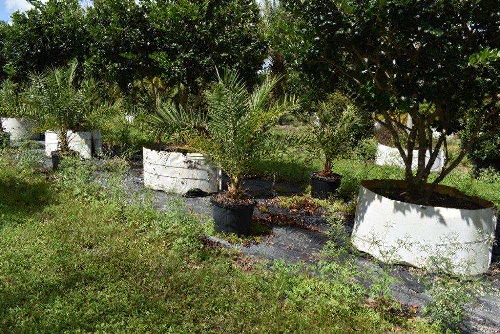 phoenix-sylvestris-sylvester-date-palm-silver-date-palm-wild-date-palm