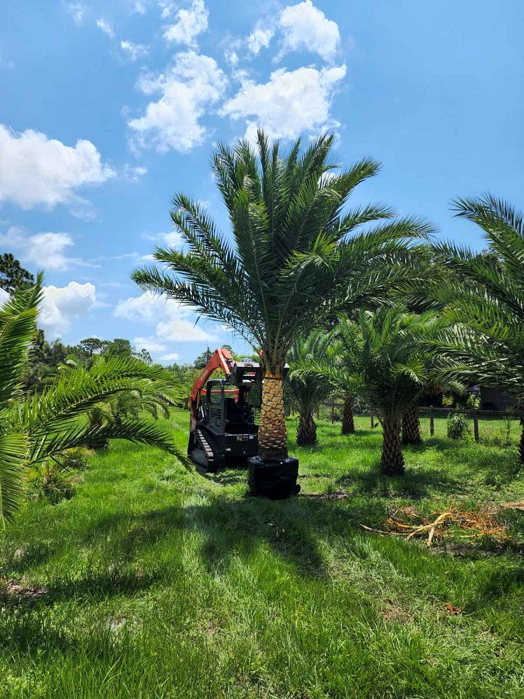 phoenix-sylvestris-sylvester-date-palm-silver-date-palm-wild-date-palm