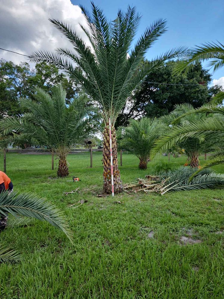 phoenix-sylvestris-sylvester-date-palm-silver-date-palm-wild-date-palm