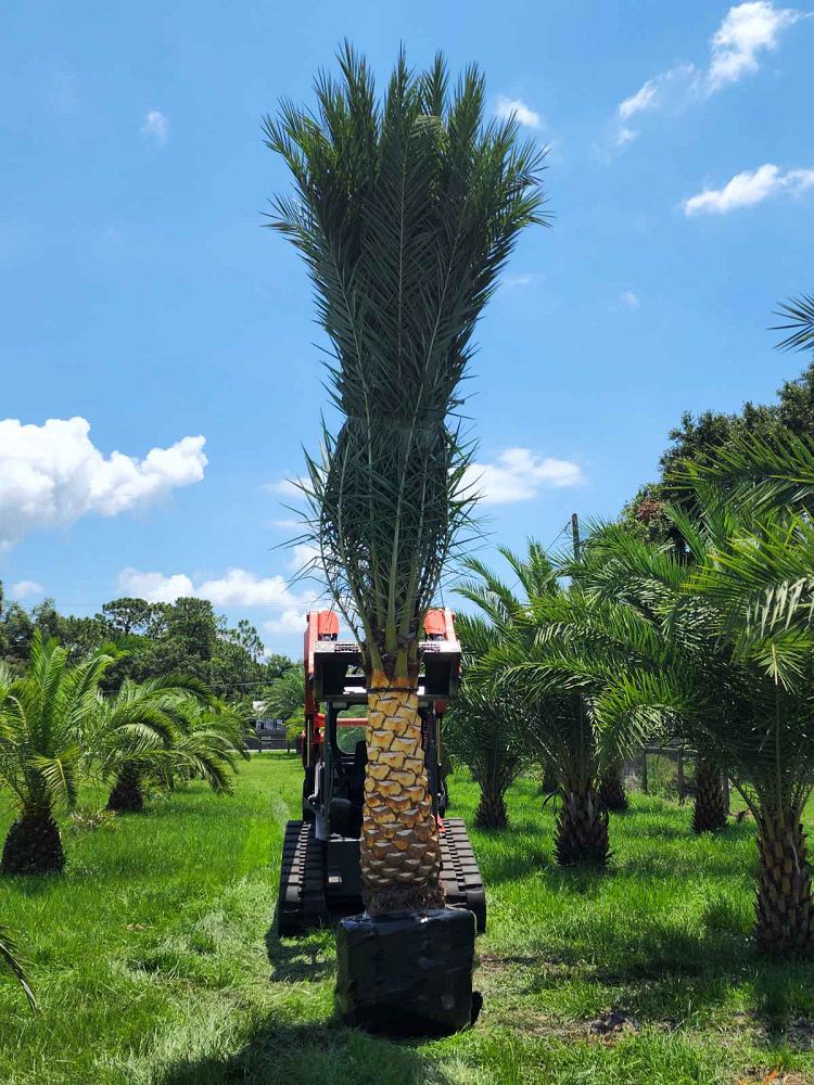 phoenix-sylvestris-sylvester-date-palm-silver-date-palm-wild-date-palm