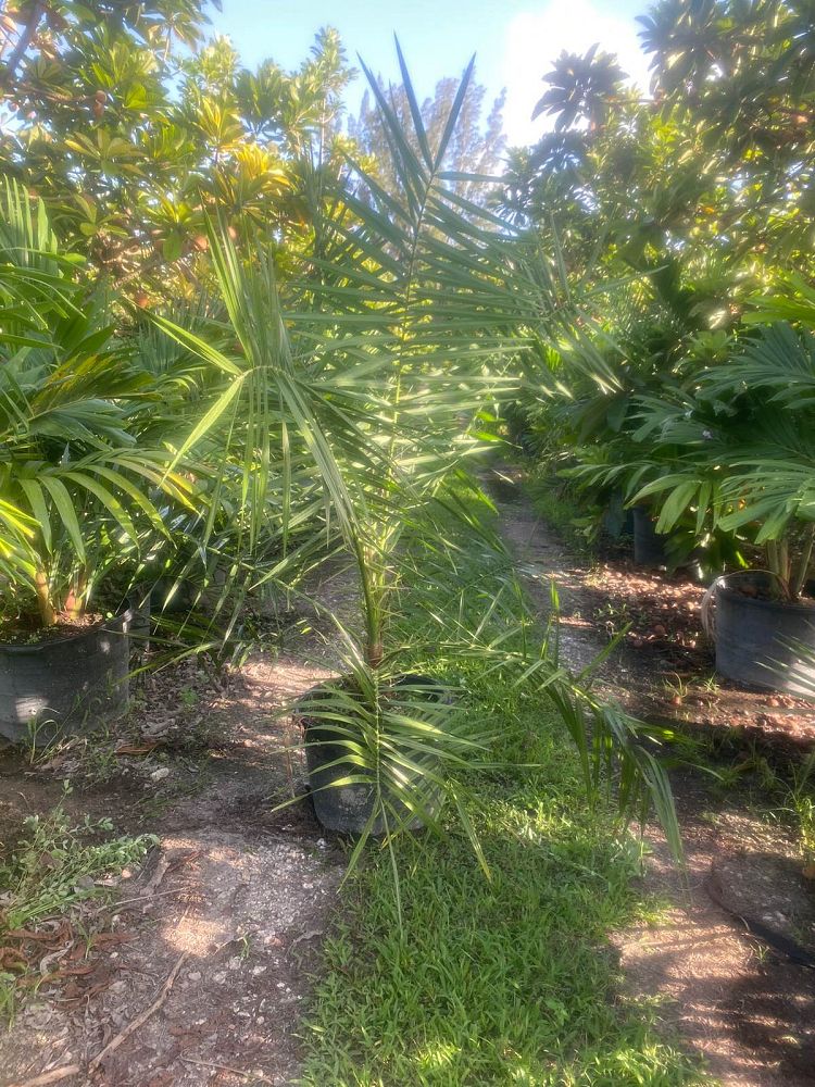 phoenix-sylvestris-sylvester-date-palm-silver-date-palm-wild-date-palm