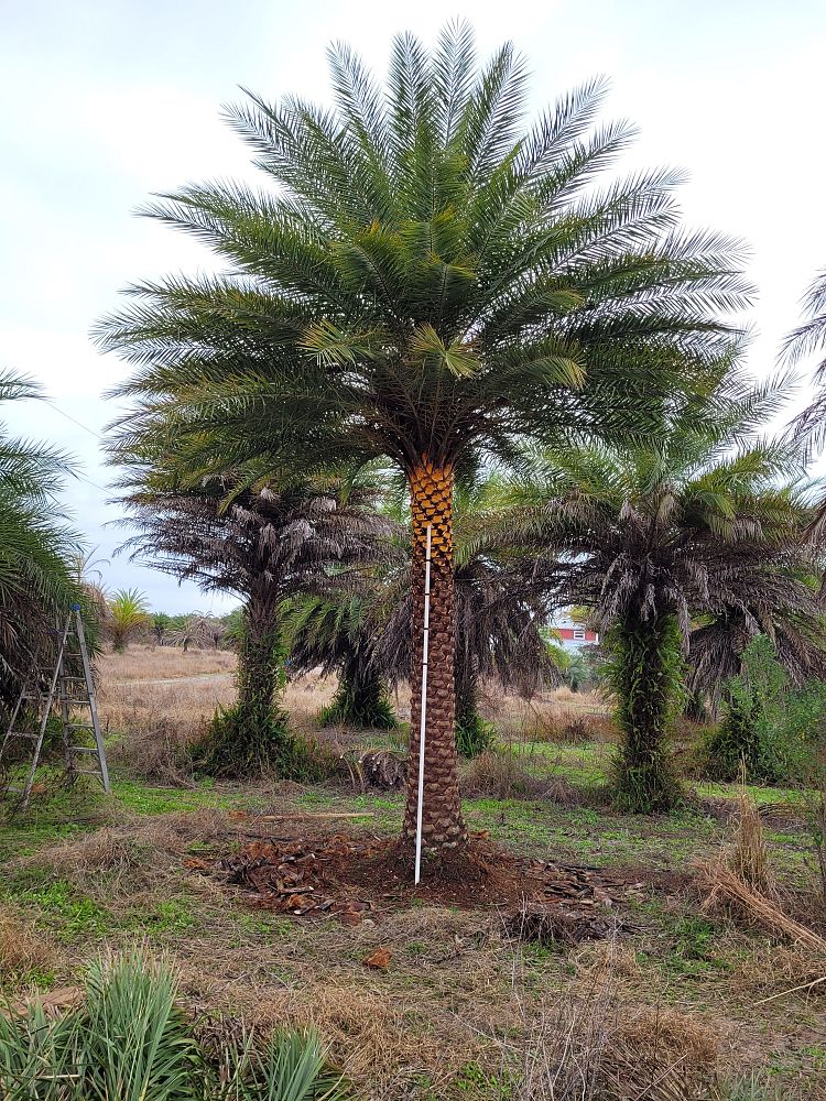 phoenix-sylvestris-sylvester-date-palm-silver-date-palm-wild-date-palm